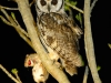 462 StripedOwl_Mouse.jpg